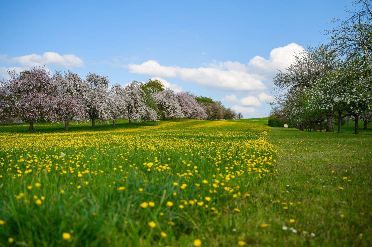 green-field-covered-with-yellow-flowers